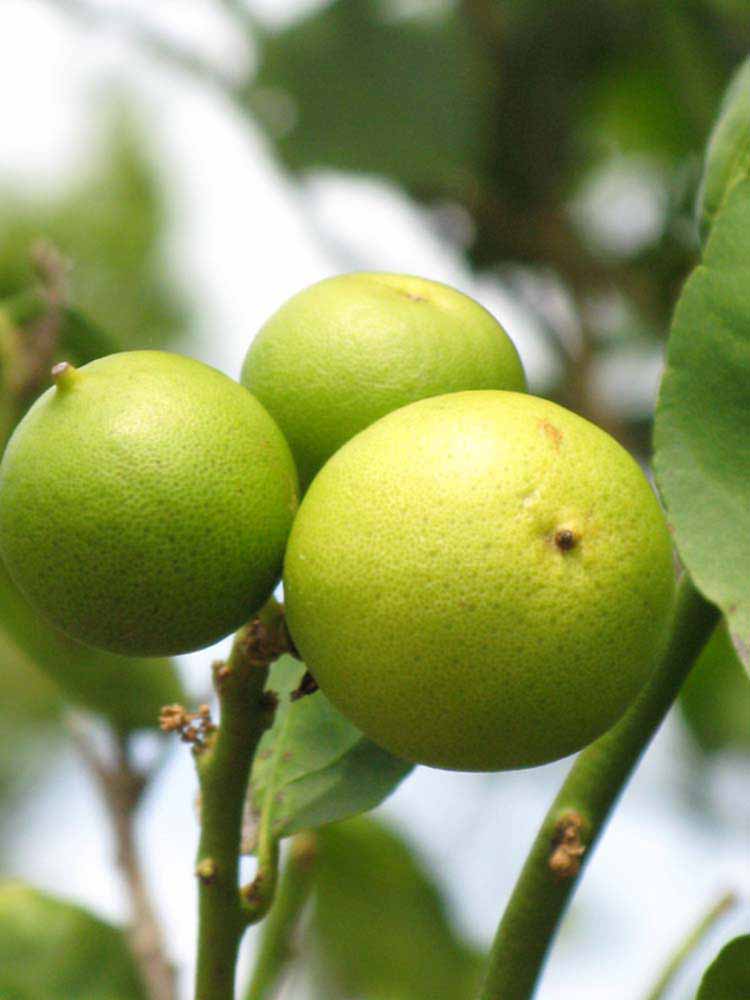            Fruit (Thornless Key lime, Winter Haven, FL)   